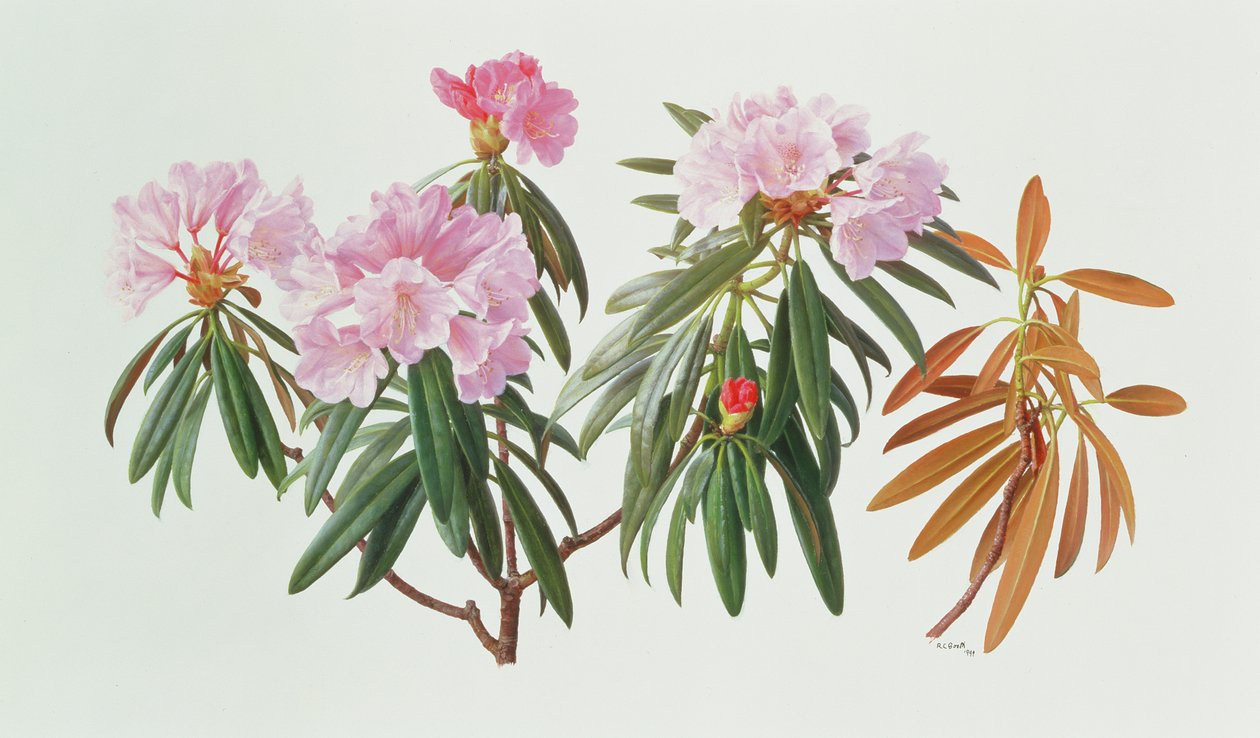 Rhododendron Metternichii Micranthum af Raymond Booth