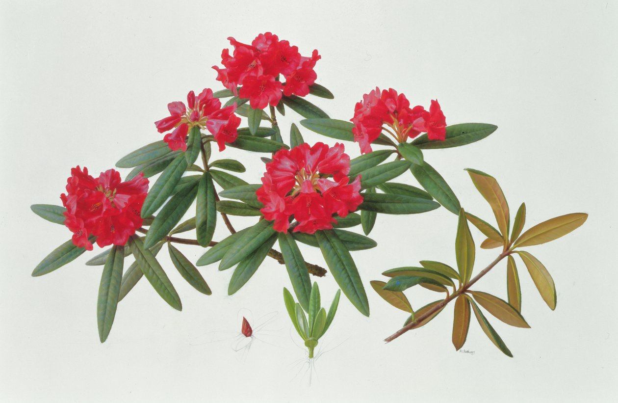 Rhododendron Microgynum af Raymond Booth