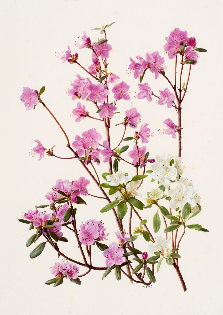 Rhododendron dauricum (olie på papir) af Raymond Booth