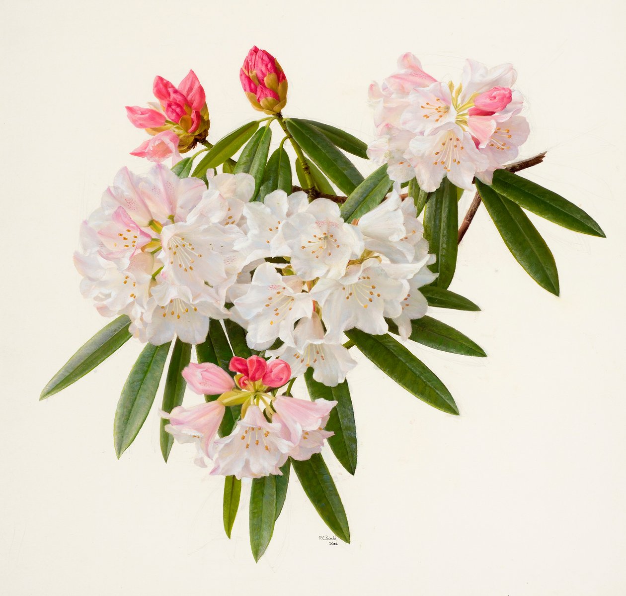 Rhododendron morii (olie på papir) af Raymond Booth