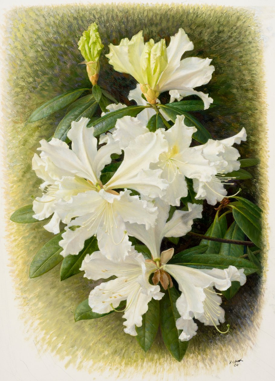 Rhododendron veitchianum, 2004 (olie på papir) af Raymond Booth