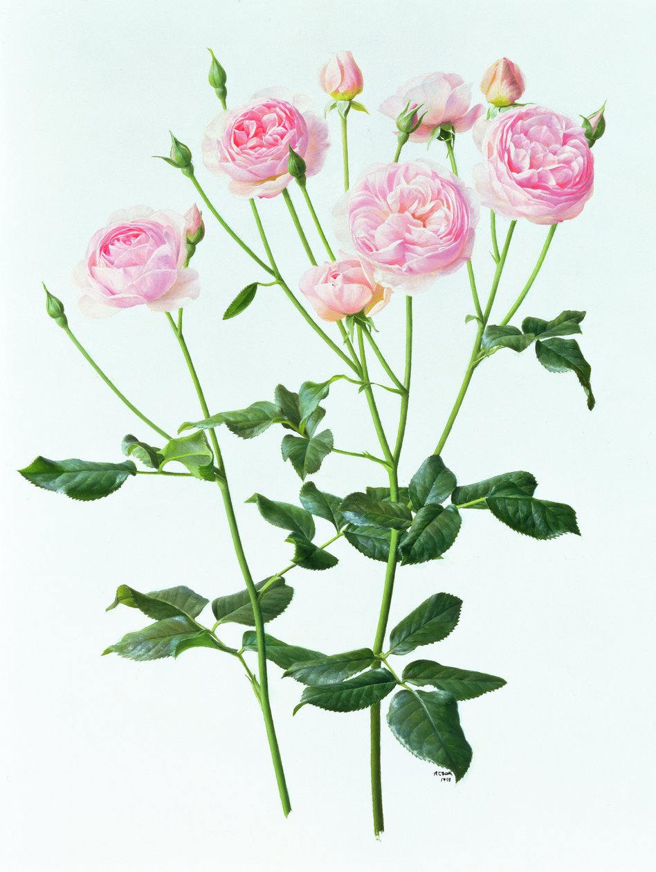 Rosen 