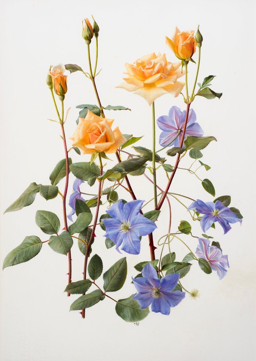 Rose og klematis af Raymond Booth