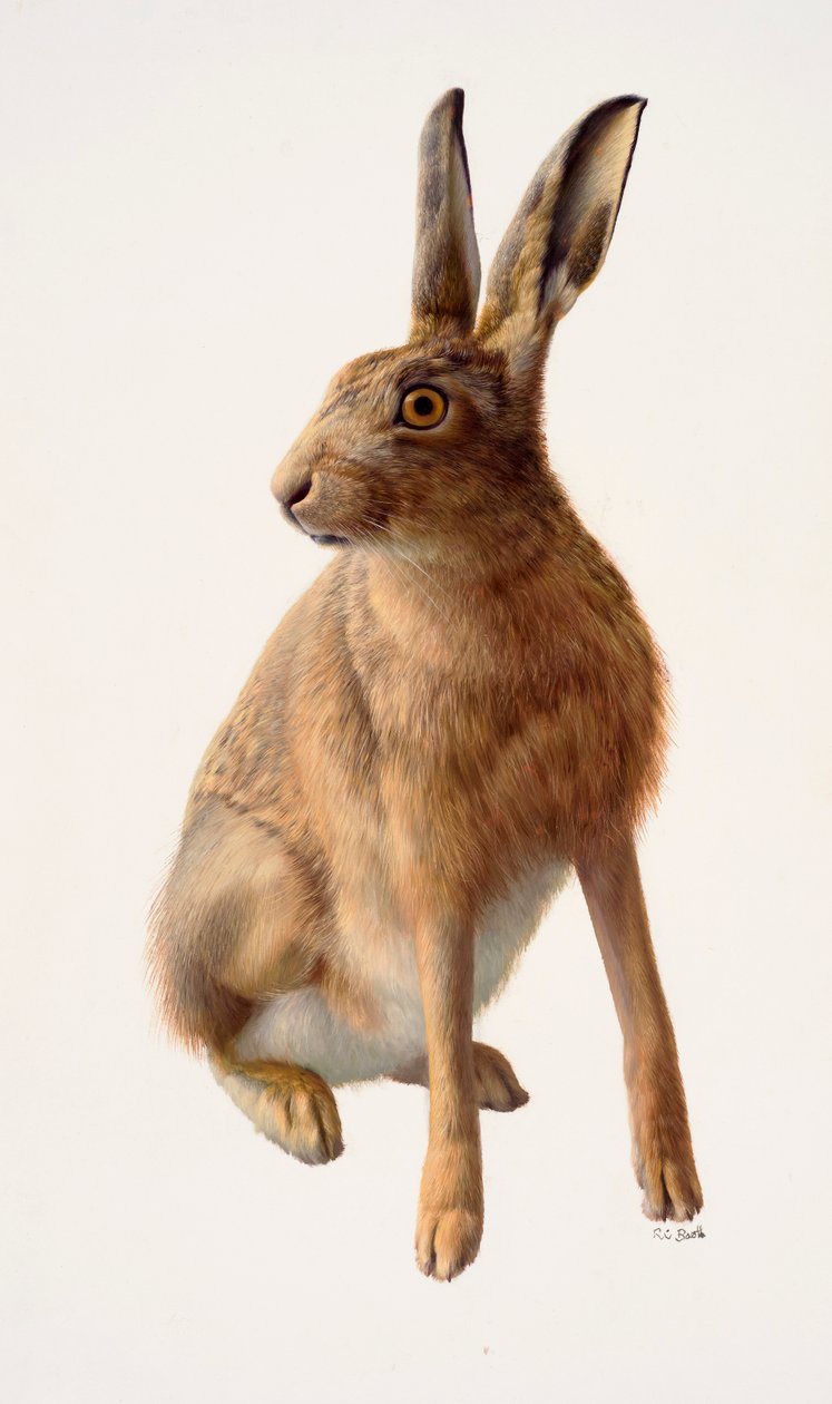 Studie af en almindelig hare (olie på papir) af Raymond Booth