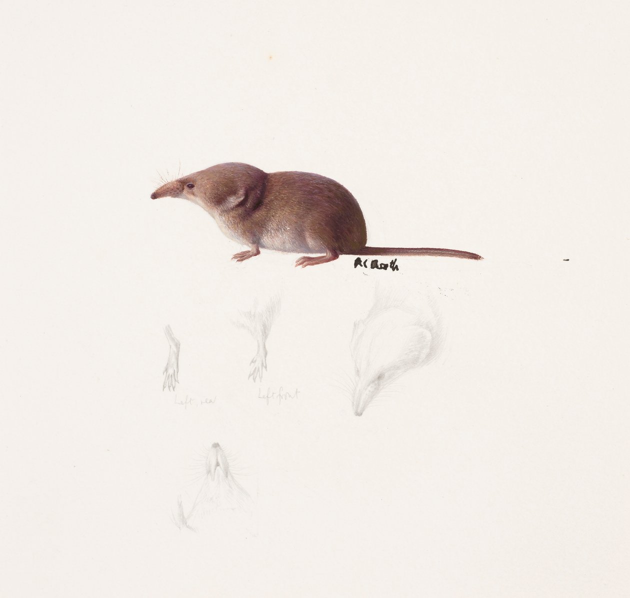 Studie af en spidsmus (olie og blyant på papir) af Raymond Booth