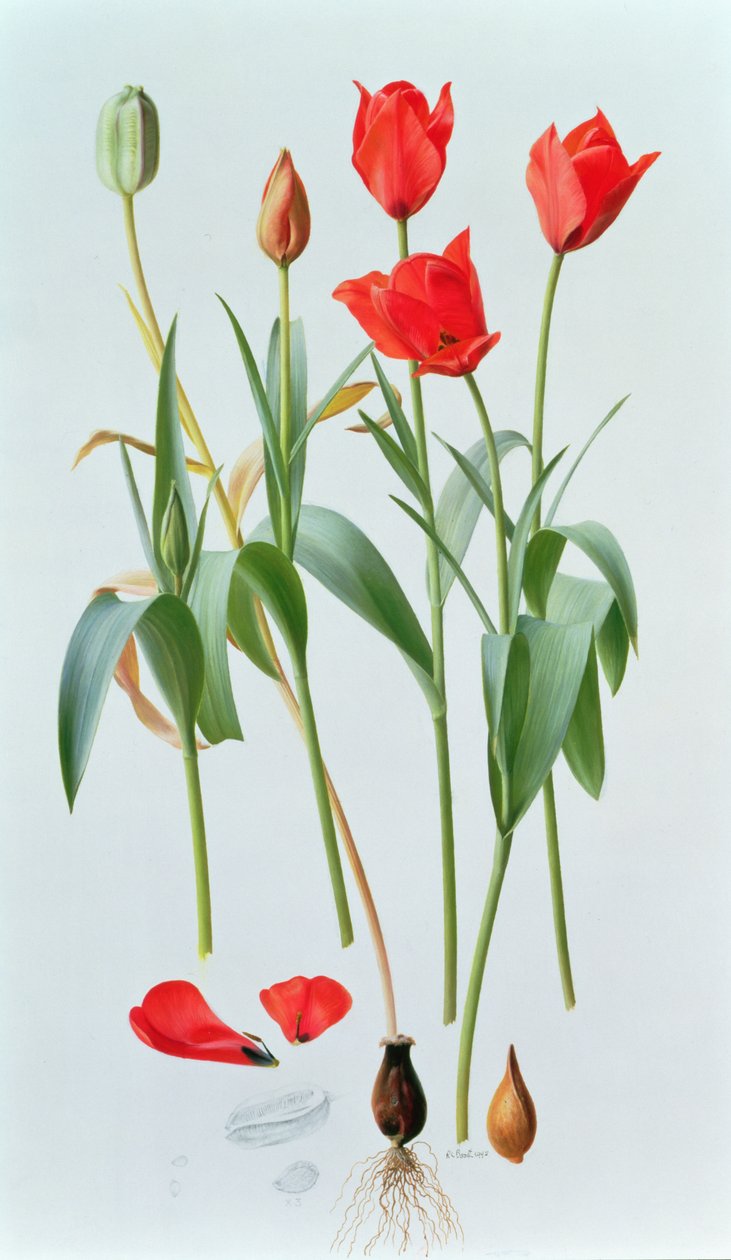 Tulipa amabilis af Raymond Booth
