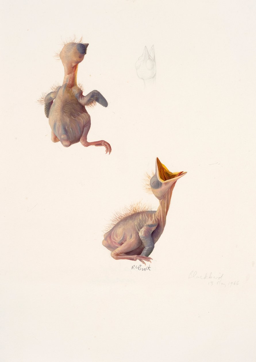 To studier af en solsorteunge af Raymond Booth