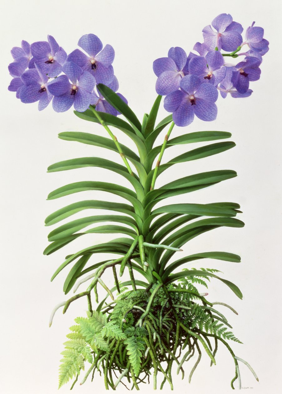 Vanda Rothschildiana af Raymond Booth