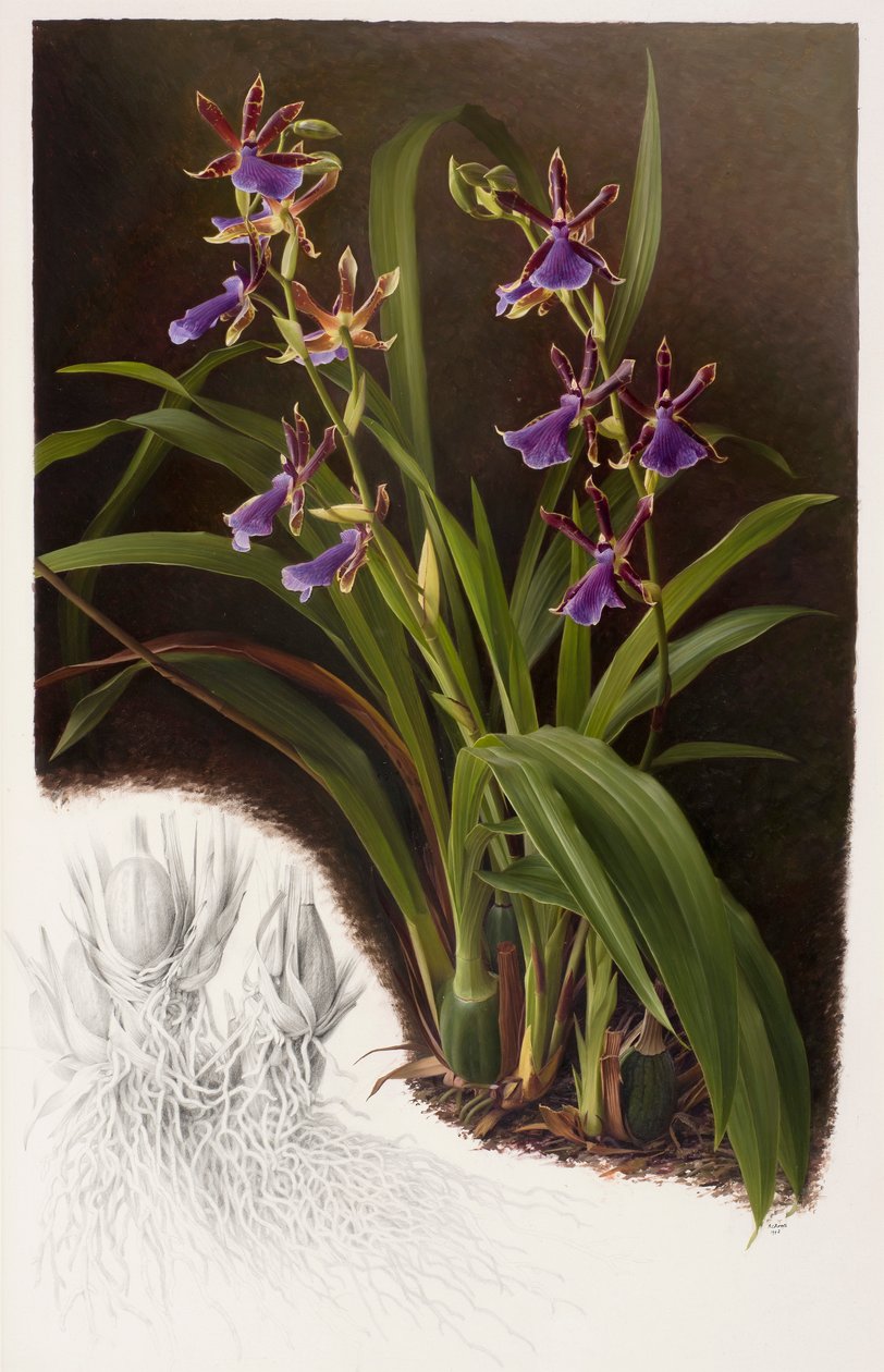 Zygopetalum-hybrid af Raymond Booth