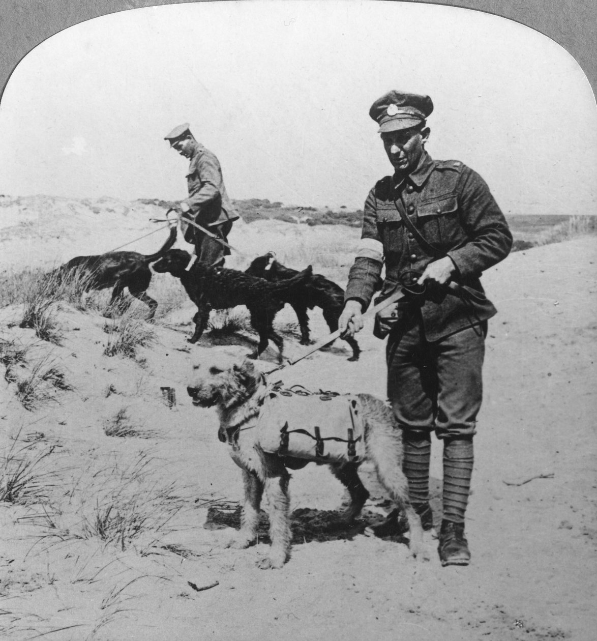Førstehjælpshunde, Første Verdenskrig, c1914-c1918 af Realistic Travels Publishers