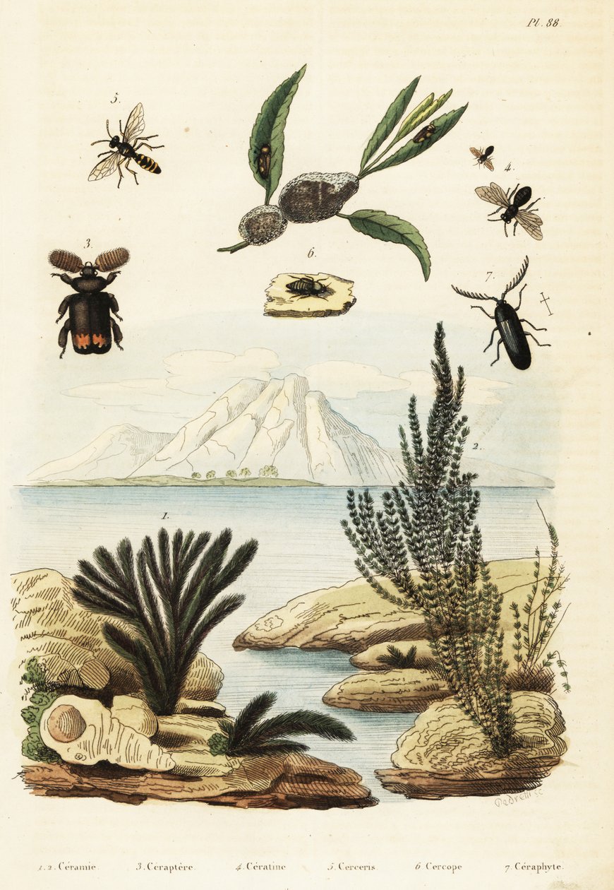 Alger, bi, hvepse og frøhopper., 1834-1839 (gravering) af Regina Catherine Carey