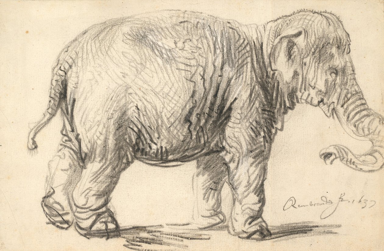 En elefant af Rembrandt van Rijn
