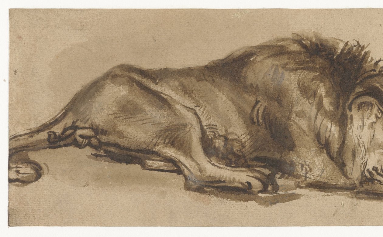 Studie af en løve i søvn af Rembrandt van Rijn (copy after)