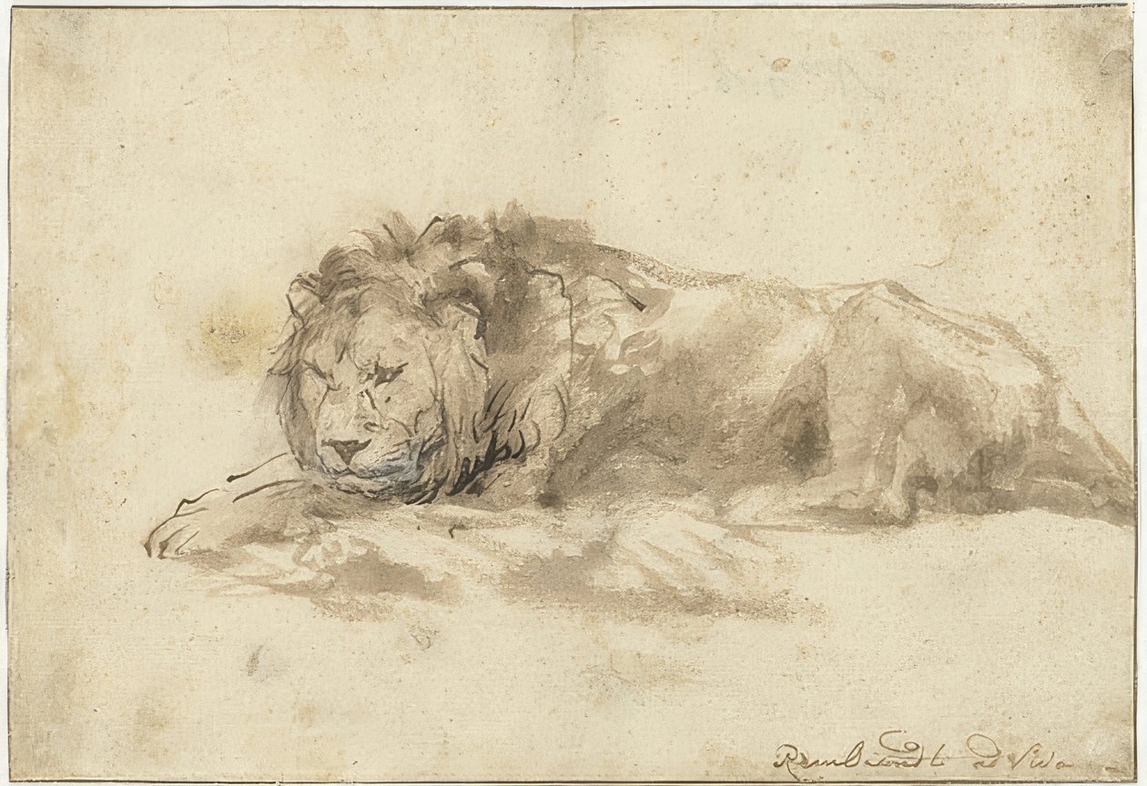 Liggende løve (Liggende leeuw). 1650-59 af Rembrandt van Rijn