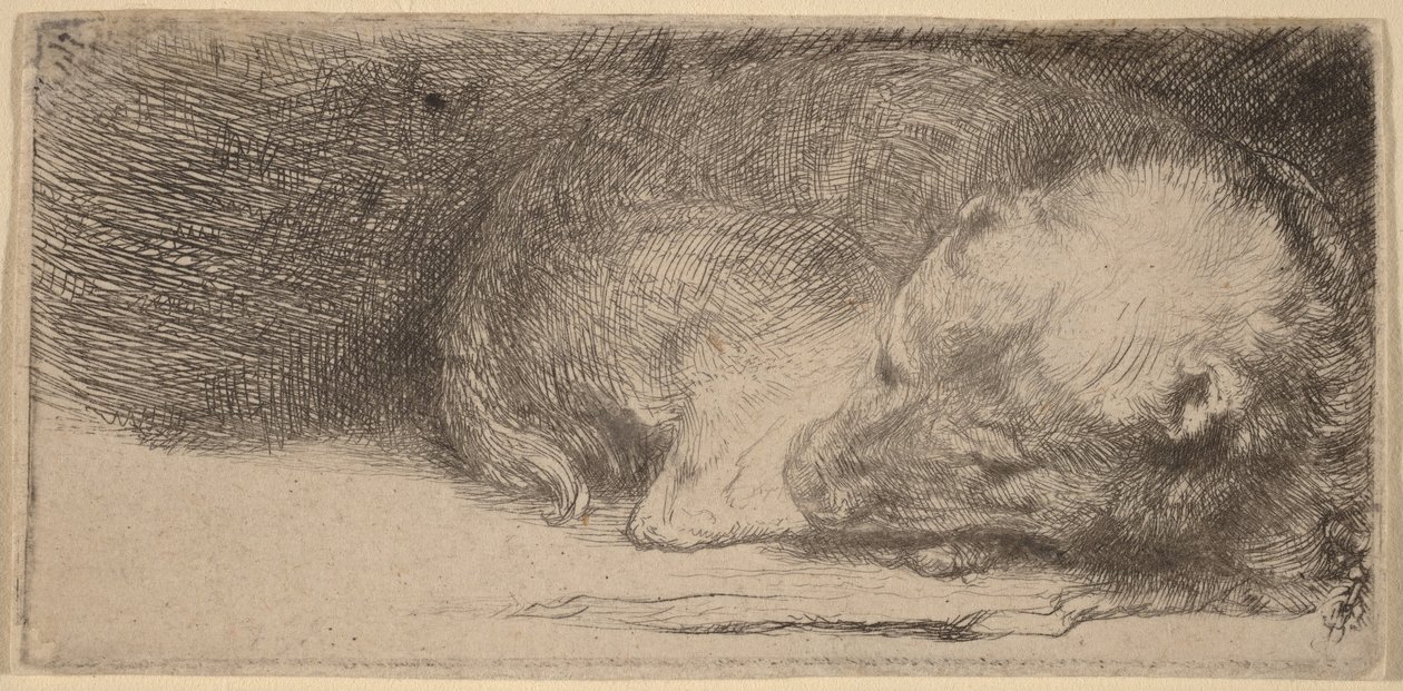 Sovende hvalp af Rembrandt van Rijn