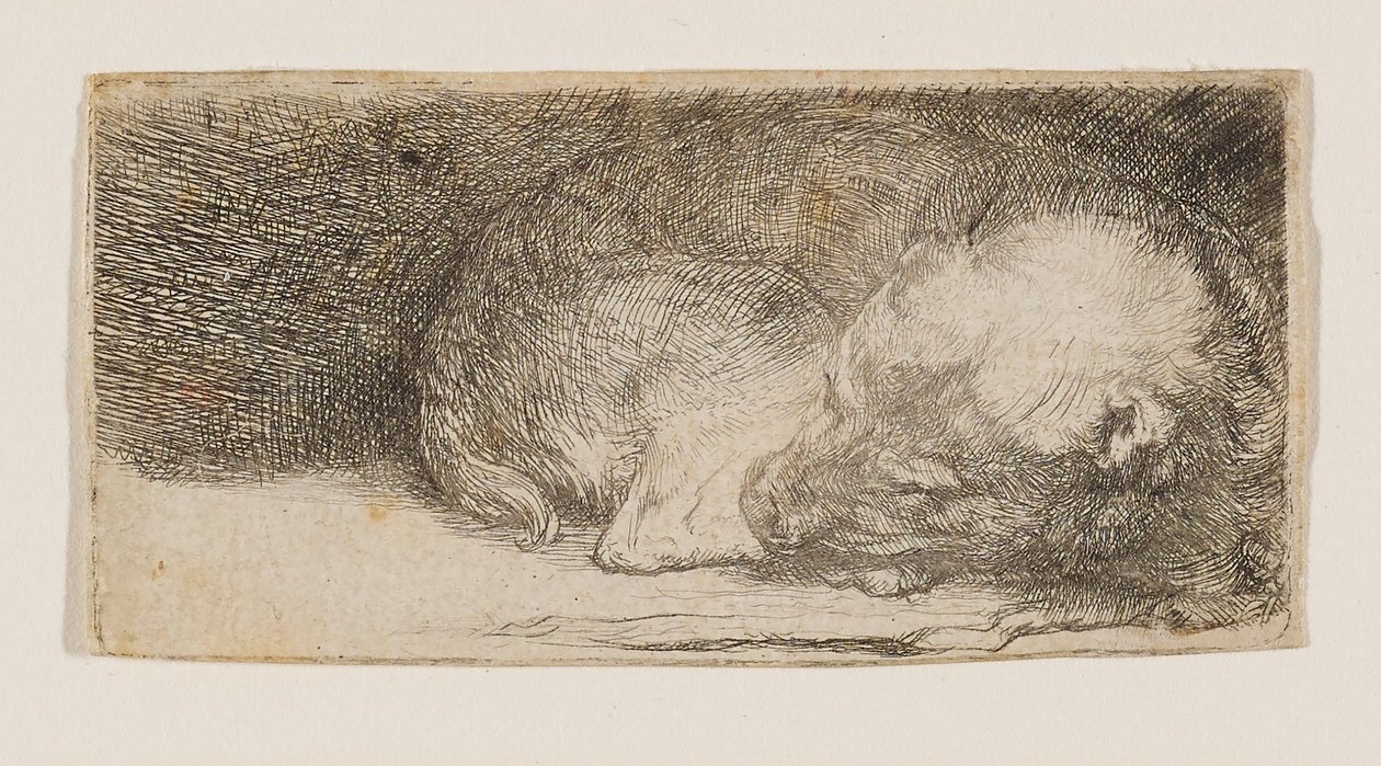 Sovende hvalp af Rembrandt van Rijn