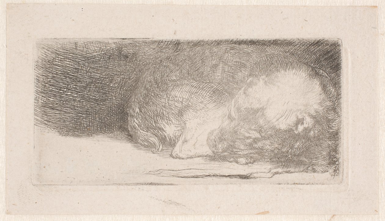 Sovende hvalp af Rembrandt van Rijn