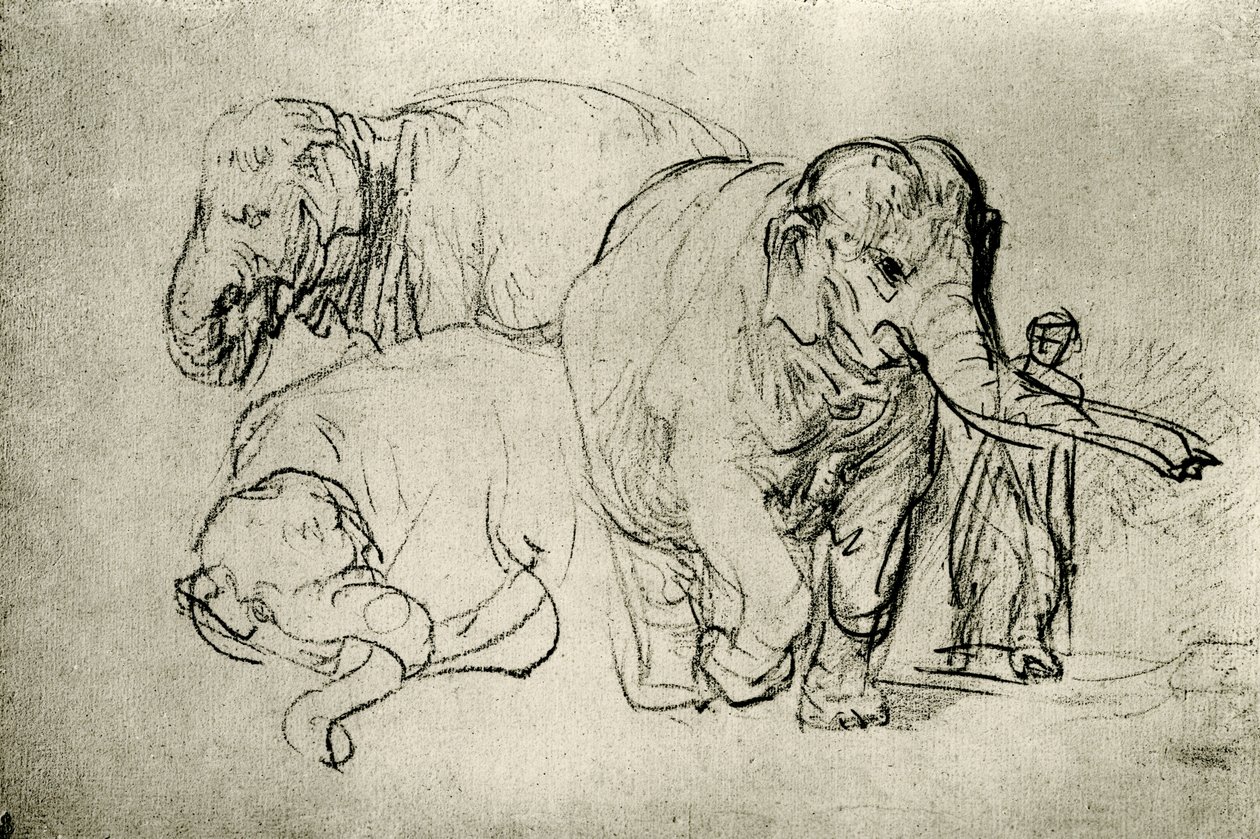 Studie af elefanter af Rembrandt van Rijn