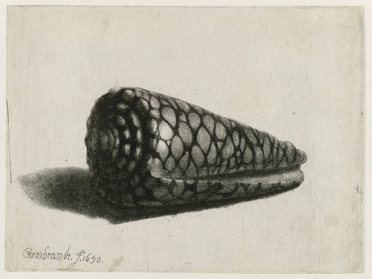 Skallen (Conus marmoreus) Skallen af Rembrandt van Rijn
