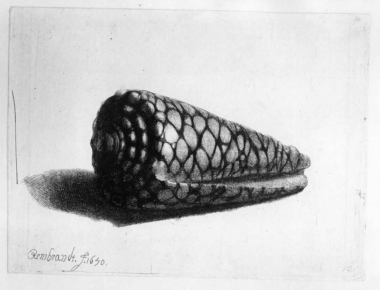 Skallen (Conus marmoreus) 1650 af Rembrandt van Rijn