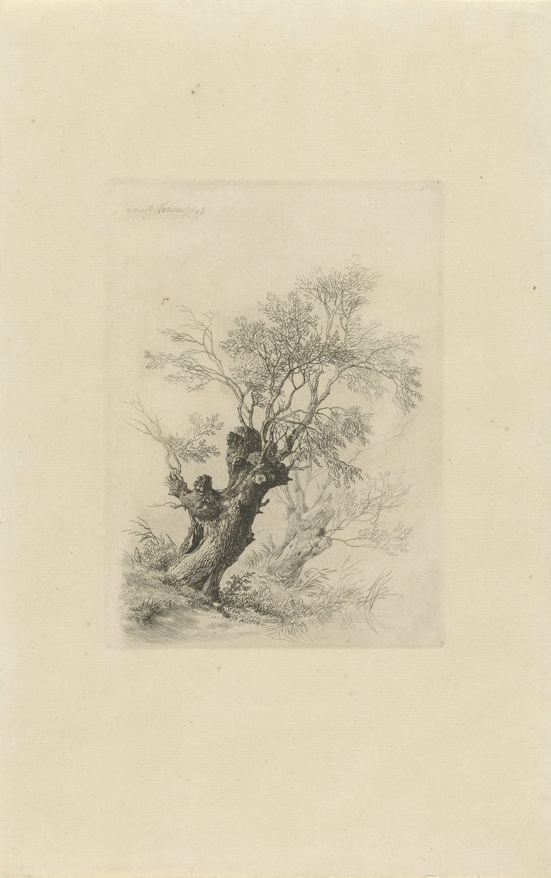 piletræ af Remigius Adrianus Haanen