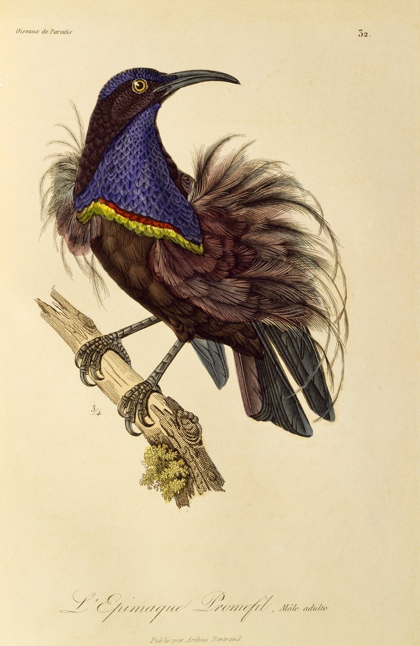 Voksen han af Paradise Riflebird (Ptiloris paradiseus), gravering fra Natural History of Birds of Paradise og Epimagues af René Primevère Lesson