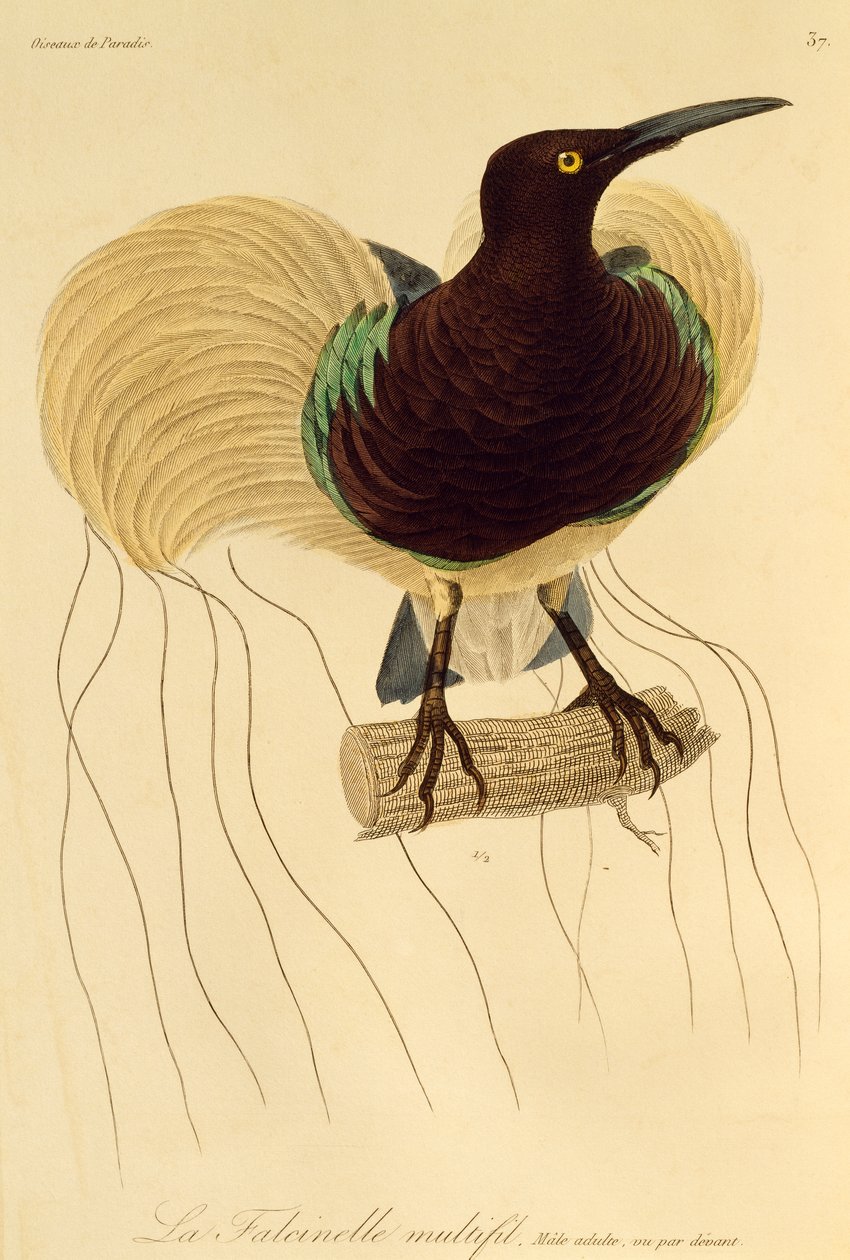 Voksen han af tolvtrådet paradisfugl (Seleucidis melanoleuca), gravering fra Natural History of Birds of Paradise og Epimagues af René Primevère Lesson