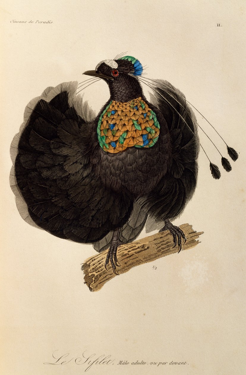 Voksen han af Western Parotia (Parotia sefilata), gravering fra Natural History of Birds of Paradise og Epimagues af René Primevère Lesson