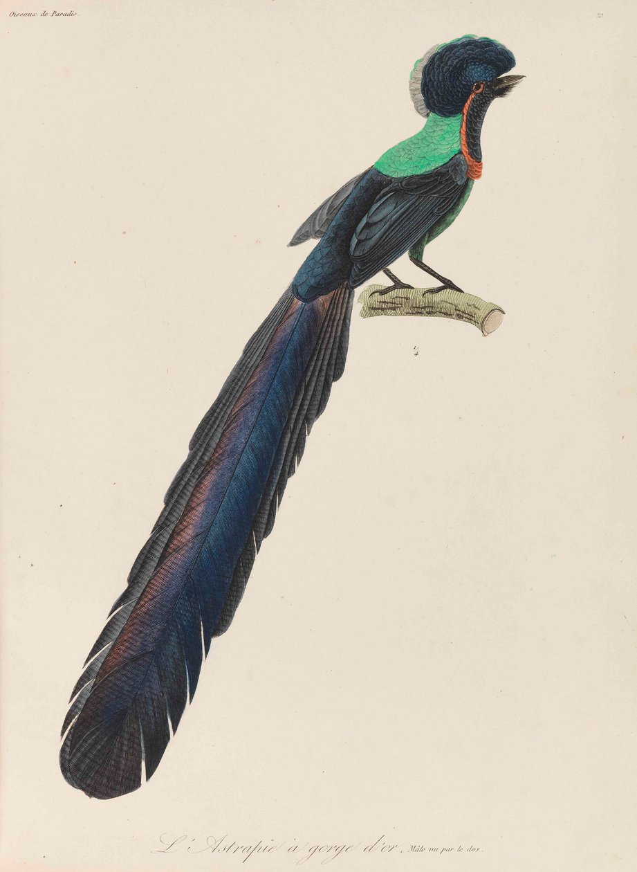 Paradisfuglen, 1835. af René Primevère Lesson