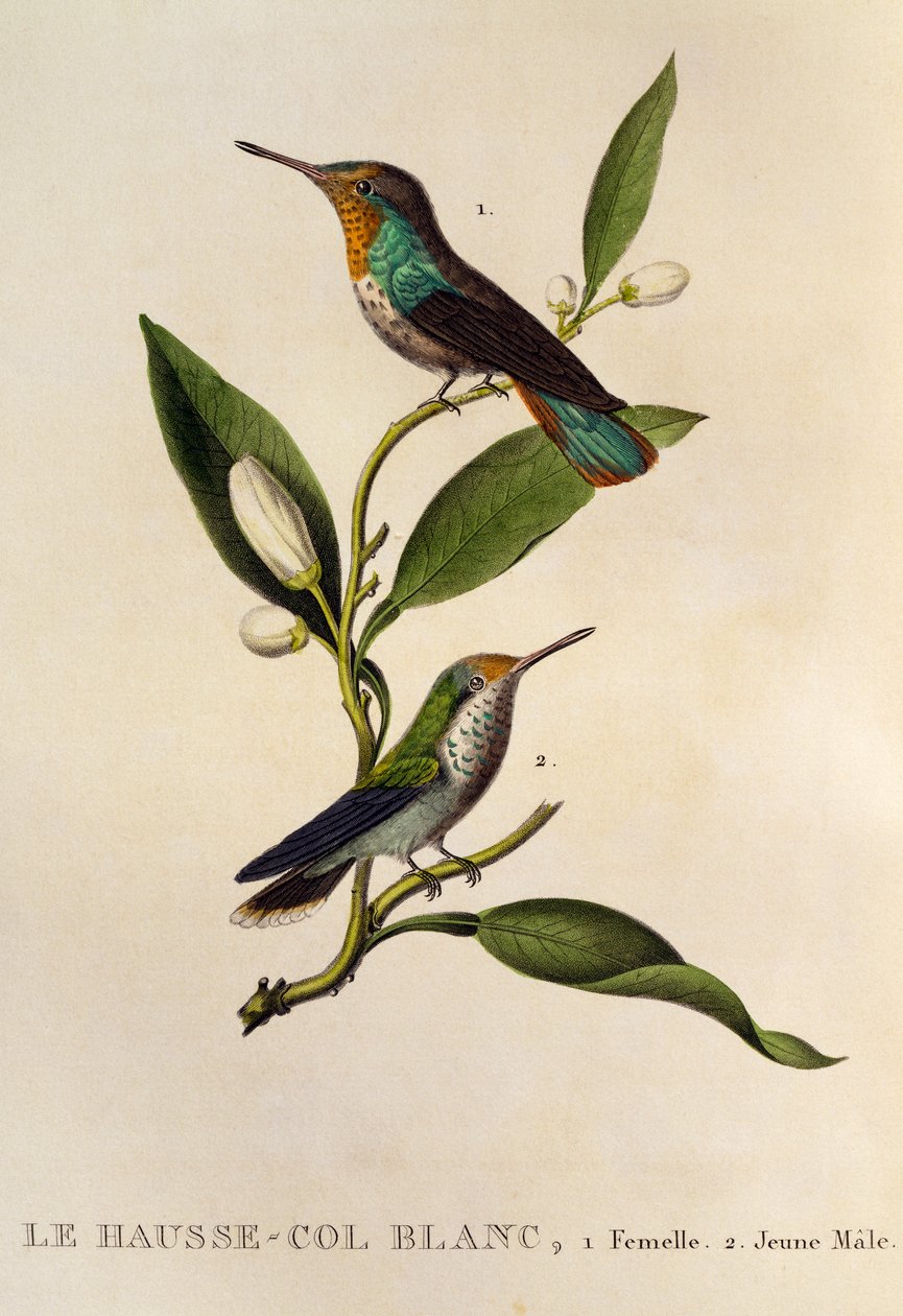 Rubin-topaz Hummingbird hun og ung han (Chrysolampis mosquitus), gravering fra Les trochilidees ou les colibris et les oiseaux-mouches af René Primevère Lesson