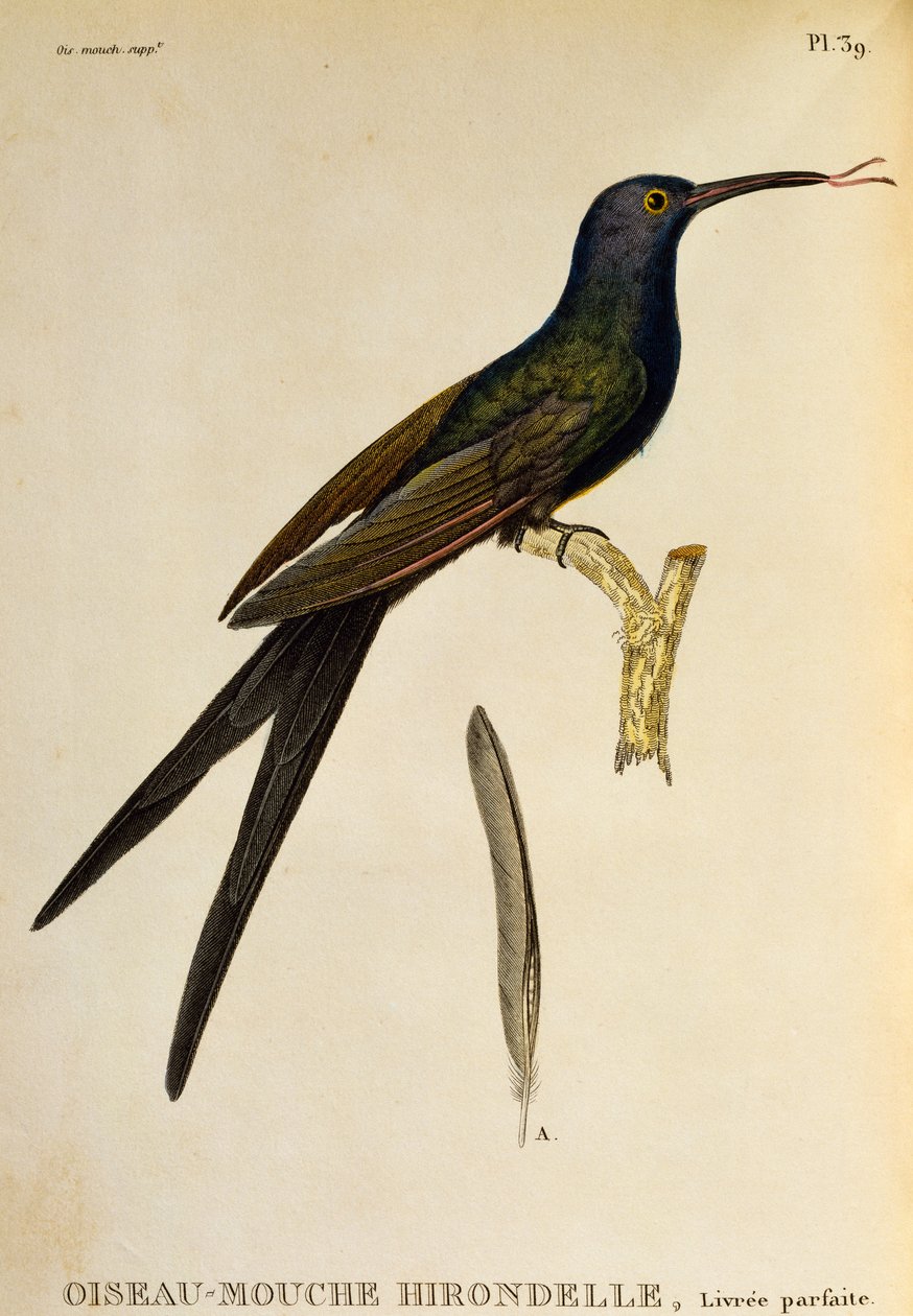 Svalehalekolibri (Eupetomena macroura), gravering fra Les trochilidees ou les colibris et les oiseaux-mouches af René Primevère Lesson