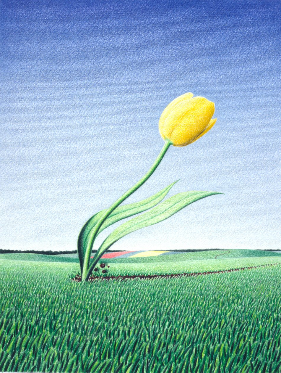 Hurtig tulipan af Rene Boin