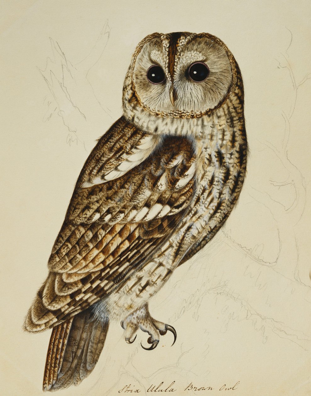 Brun ugle (Strix Ulula) af Rev. C. Atkinson
