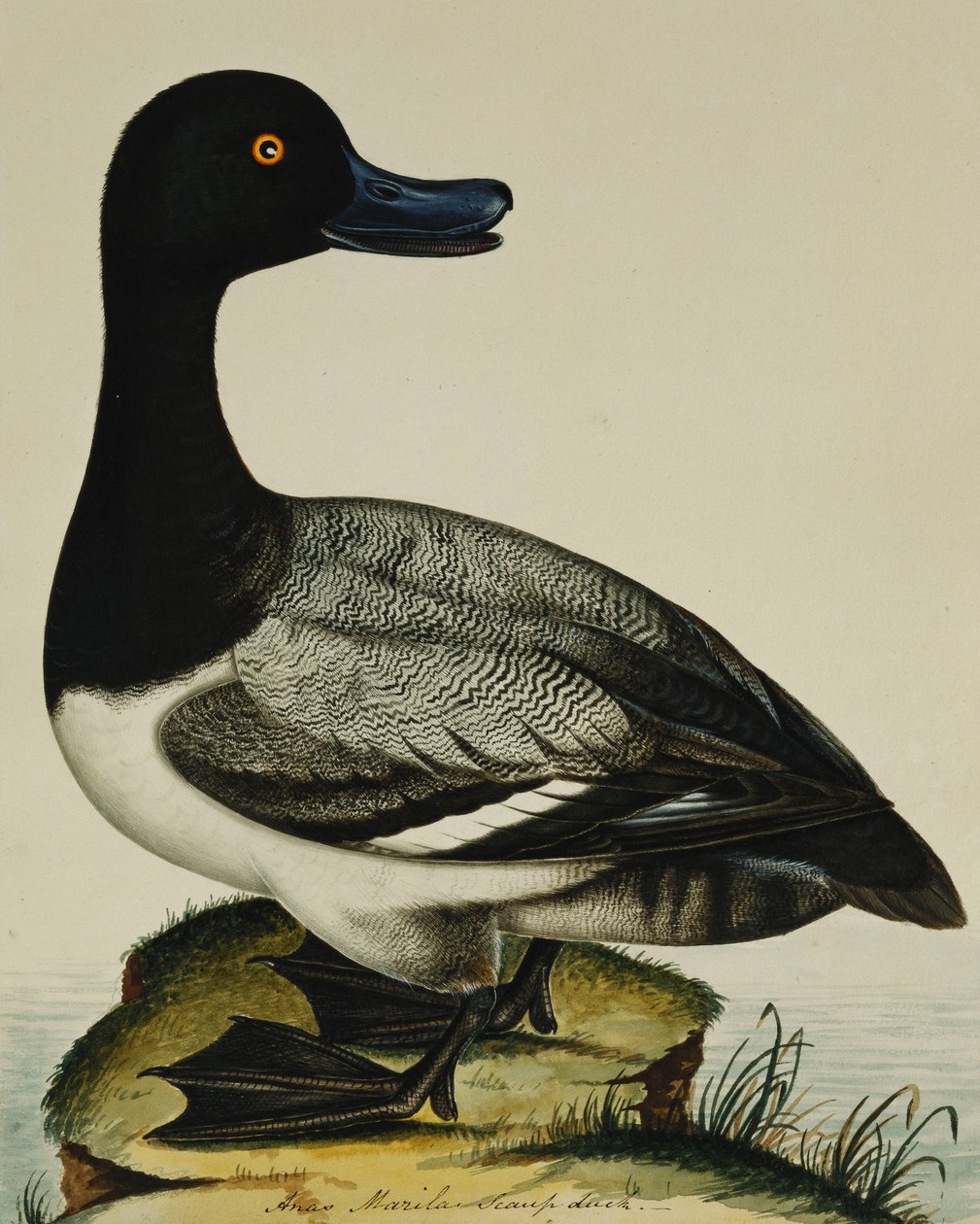 Scaup Duck af Rev. C. Atkinson