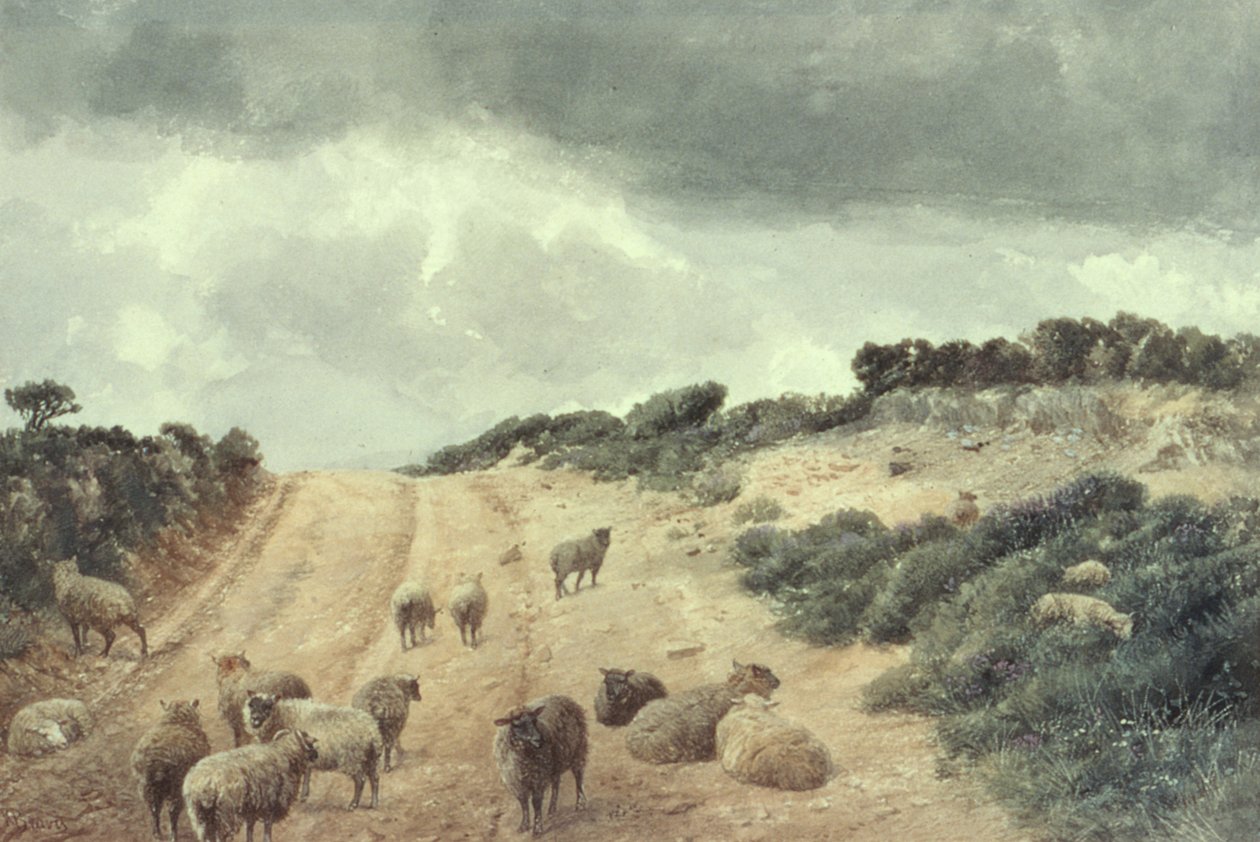 Får på Surrey Hills af Richard Beavis