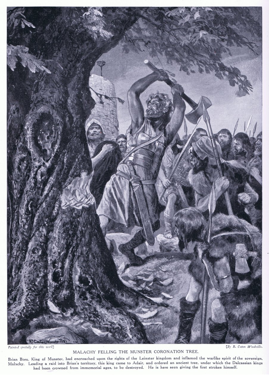 Malchy fælder Munster Coronation-træet, 1920