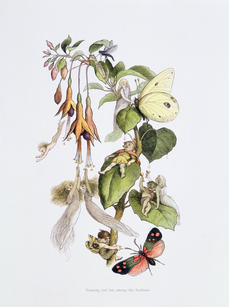 Fest og sjov blandt fuschiaerne, illustration fra 