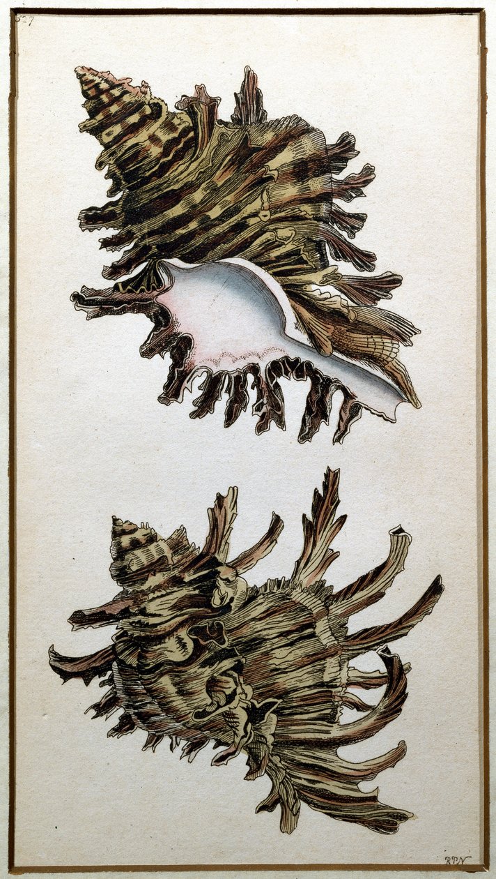 Conch Shell, udgivet af Shaw, ca. 1790-1820 (tryk) af Richard Polydore Nodder