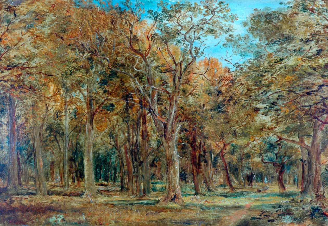 Sherwood Skov af Richard Sebastian Bond