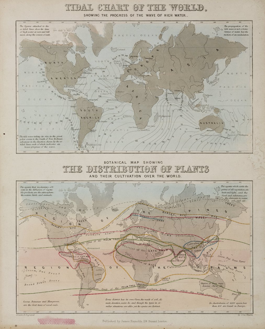 Et tidevandsdiagram og et kort over fordelingen af planter over hele verden, c 1850 af John Pardon