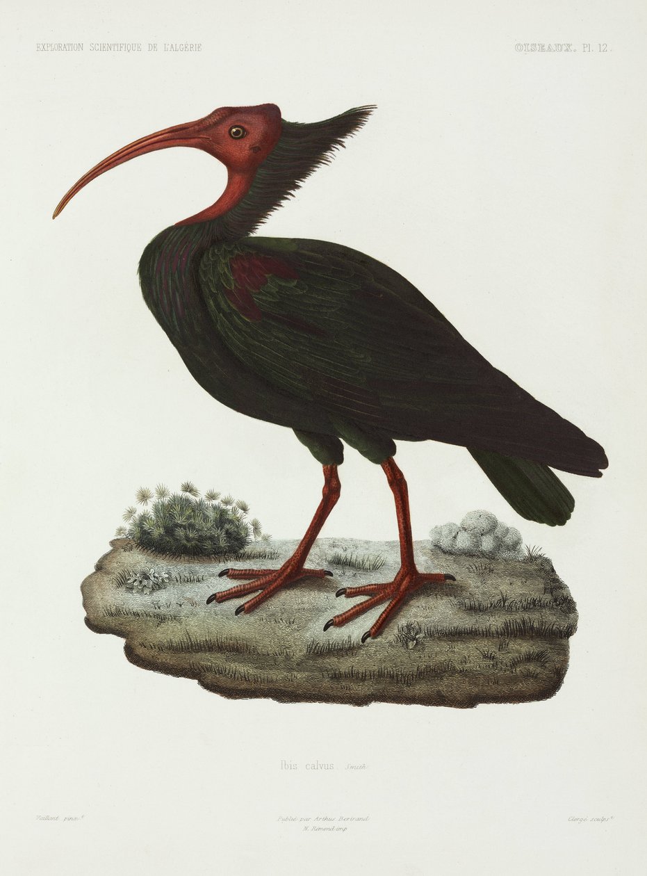 Skaldet ibis, Algeriet af John Pardon