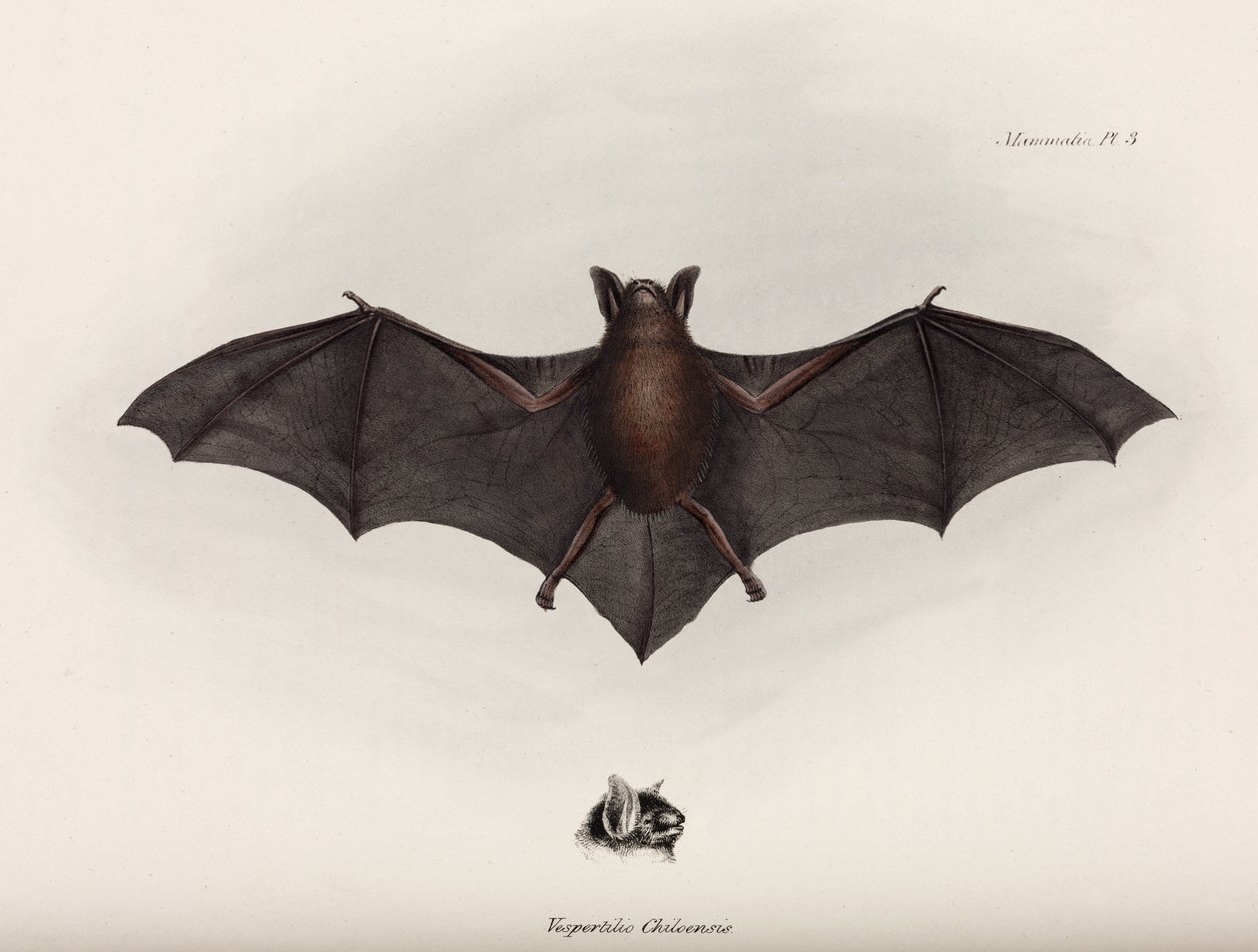 Flagermus, Sydamerika, c 1832-1836 af John Pardon