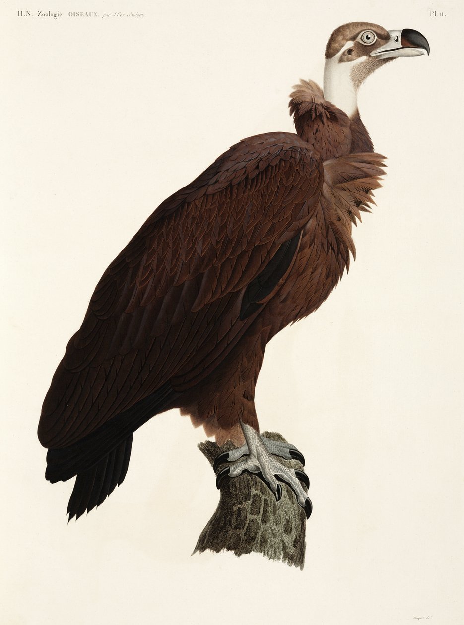 Brown Vulture, Egypten af John Pardon