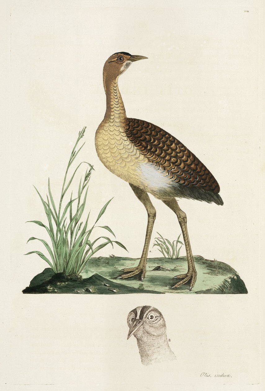 Bustard af John Pardon