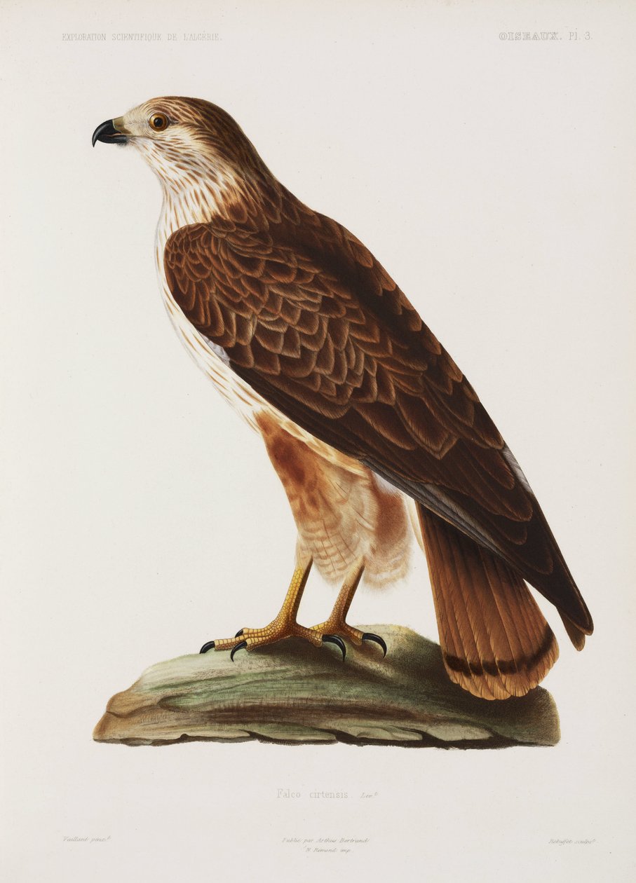 Falcon, Algeriet af John Pardon
