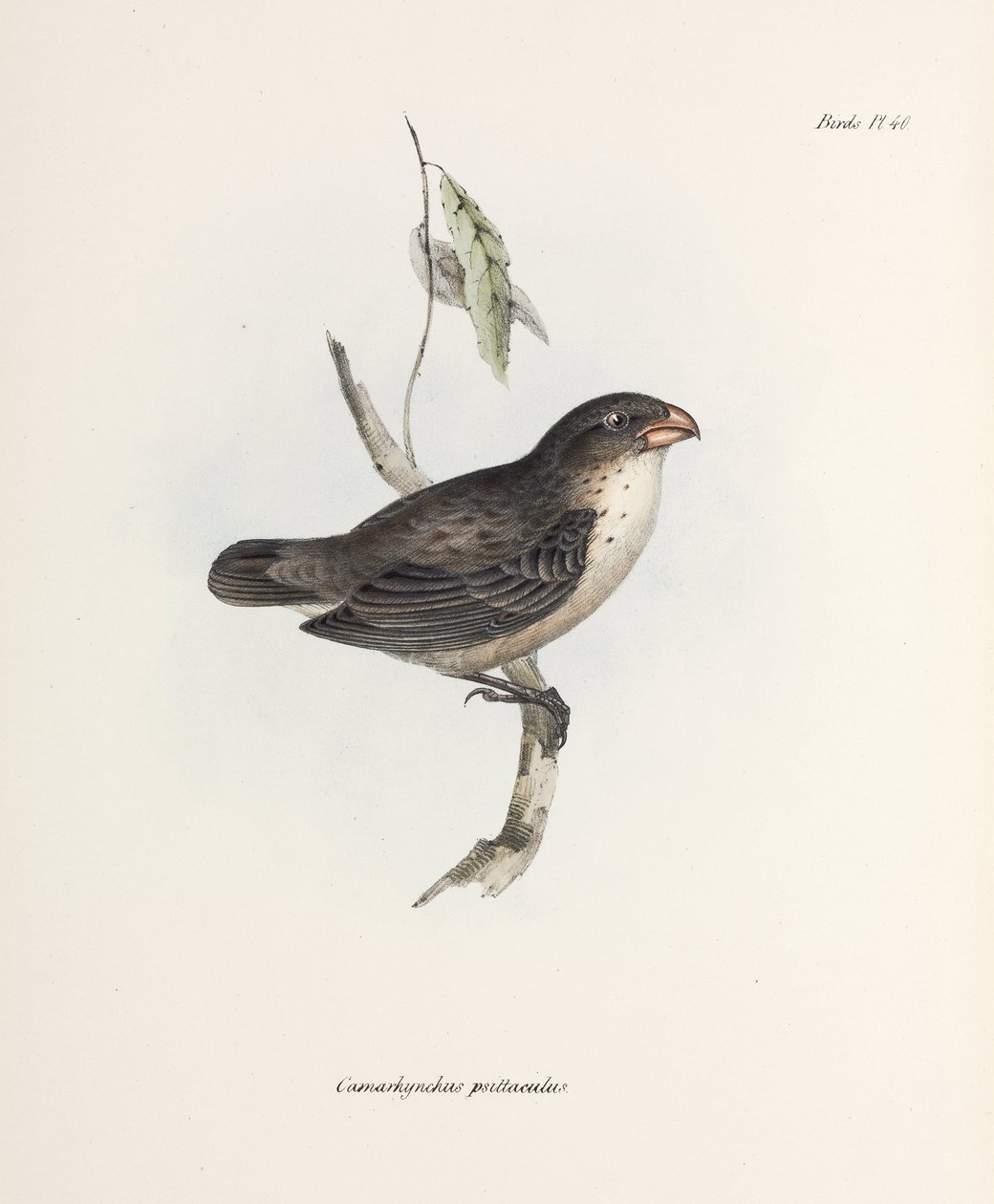 Finch, c 1832-1836 af John Pardon