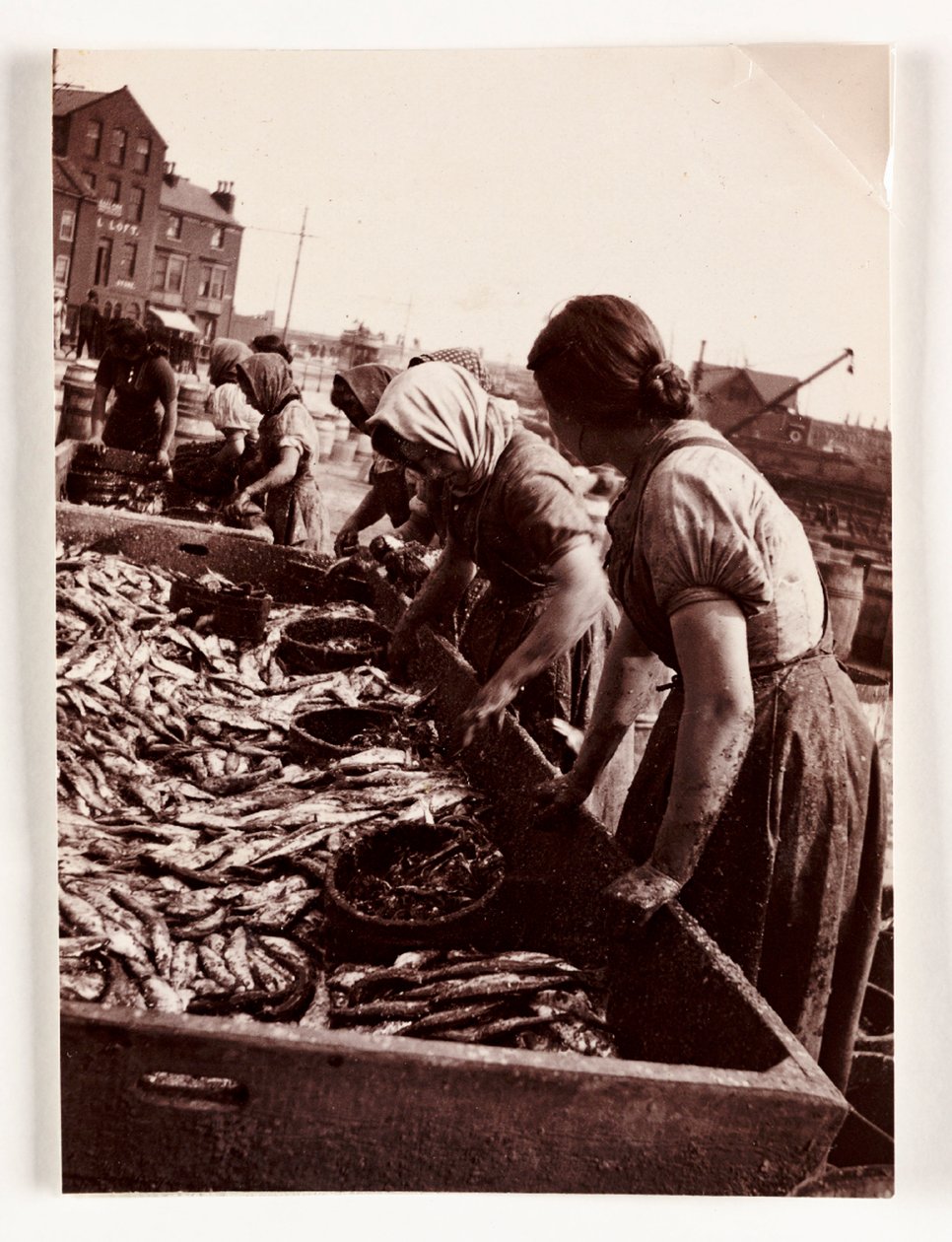 Fiskeri, Fisherfolk Kvinder, der sorterer fisk, Whitby Harbour, North Yorkshire, c 1905 af John Pardon
