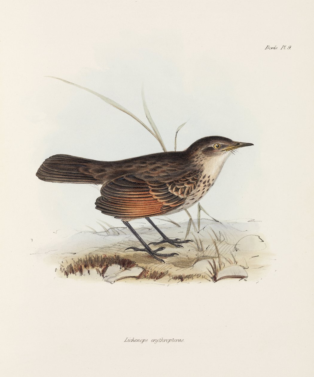 Fluesnapper, c 1832-1836 af John Pardon