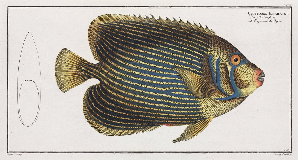 Imperator Angelfish af John Pardon