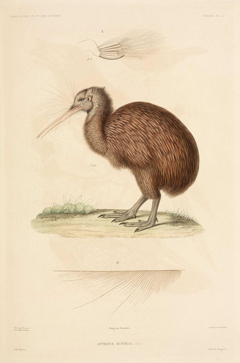 Kiwi, New Zealand af John Pardon